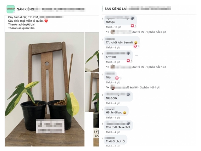 Lá kiểng giá trăm triệu, chuyên gia cảnh báo nguy cơ sốt ảo giống lan đột biến-1