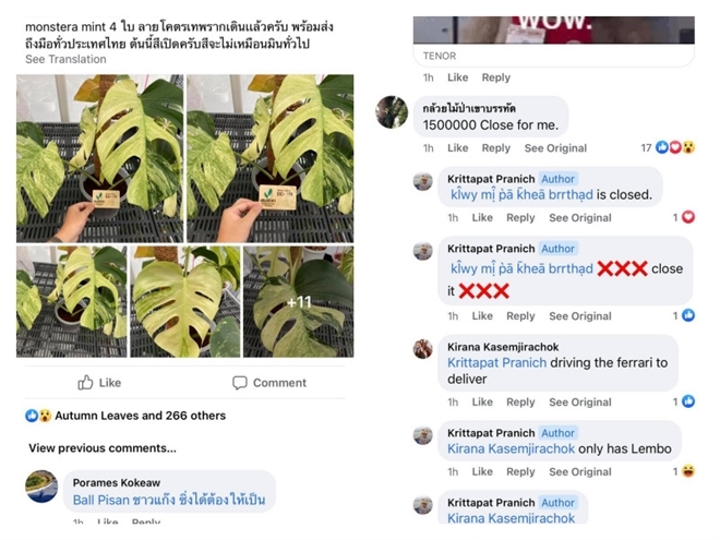 Lá kiểng giá trăm triệu, chuyên gia cảnh báo nguy cơ sốt ảo giống lan đột biến-3