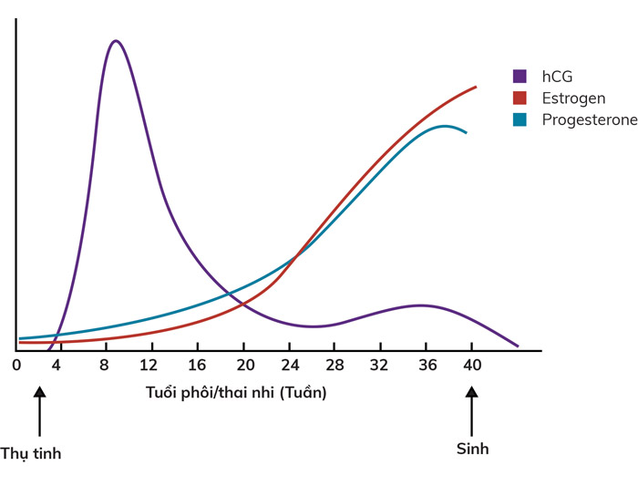Mẹ bầu ốm nghén càng nặng con càng thông minh? Sự thật sẽ khiến bạn bất ngờ!-4