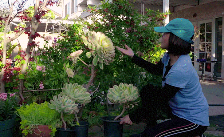 Biệt thự và khu vườn nhỏ ngập tràn hoa của nghệ sĩ Hồng Đào ở Mỹ-14