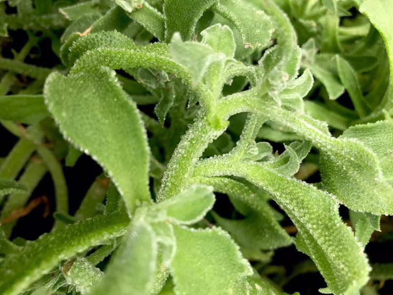 Dân Hà Nội lùng mua rau kim cương, đồ lạ mới về giá đắt, cháy hàng-1