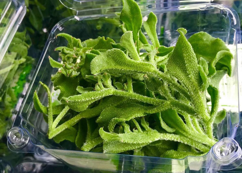 Dân Hà Nội lùng mua rau kim cương, đồ lạ mới về giá đắt, cháy hàng-3