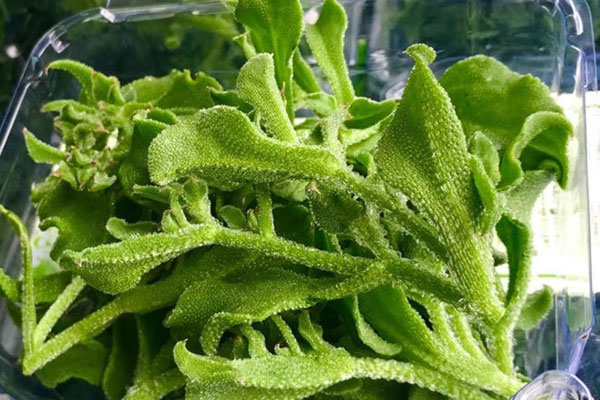 Xưa dùng để chống đói, nay trồng loại rau này không chỉ thoát nghèo mà còn kiếm tiền triệu mỗi ngày-5