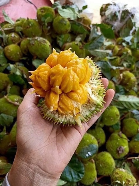 Xuất hiện loại mít lạ, bé bằng nắm tay nhưng chi chít múi, chị em thi nhau đặt mua-2