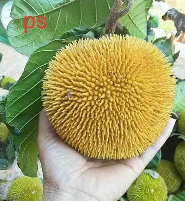 Xuất hiện loại mít lạ, bé bằng nắm tay nhưng chi chít múi, chị em thi nhau đặt mua-3