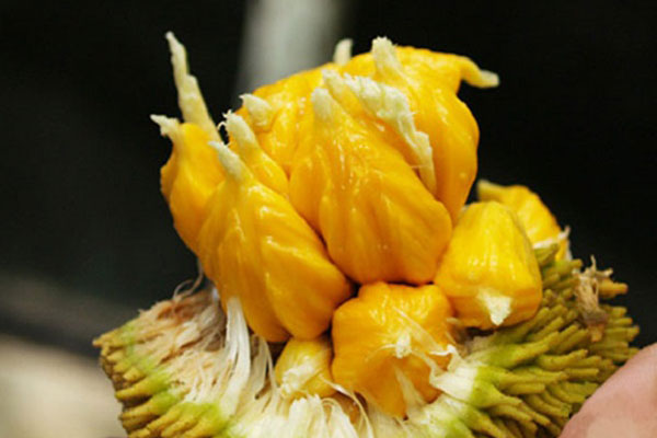 Bất ngờ xuất hiện loại ốc lạ thơm mùi thuốc Bắc được chị em lùng mua-5