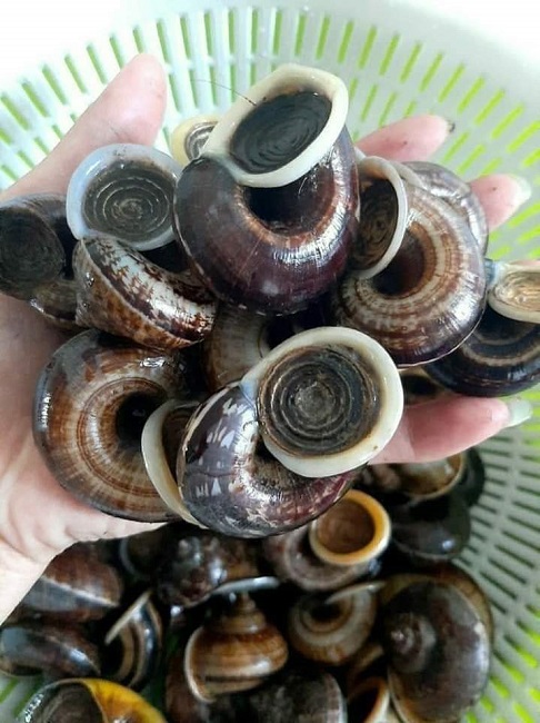 Bất ngờ xuất hiện loại ốc lạ thơm mùi thuốc Bắc được chị em lùng mua-2