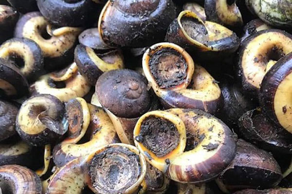 2 loài nhìn y hệt gián nhưng được người Việt rần rần lùng mua-21