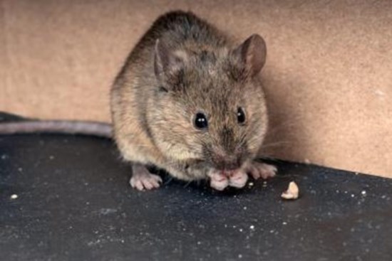 7 cách để loại bỏ chuột khỏi nhà bằng các vật liệu đơn giản nhưng rất hiệu nghiệm