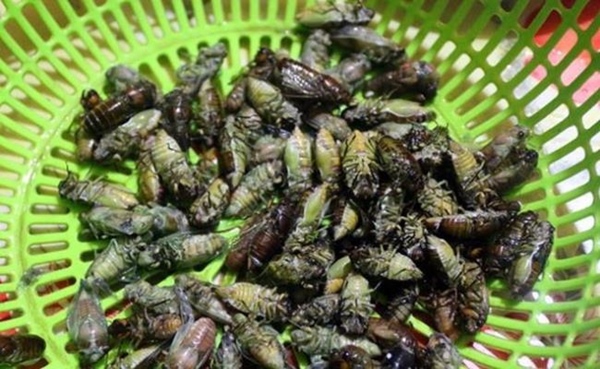 2 loài nhìn y hệt gián nhưng được người Việt rần rần lùng mua-3