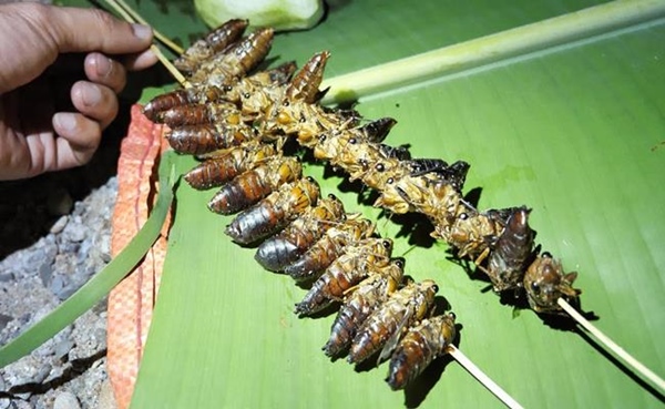 2 loài nhìn y hệt gián nhưng được người Việt rần rần lùng mua-4