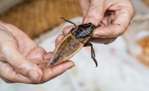 2 loài nhìn y hệt gián nhưng được người Việt rần rần lùng mua-10