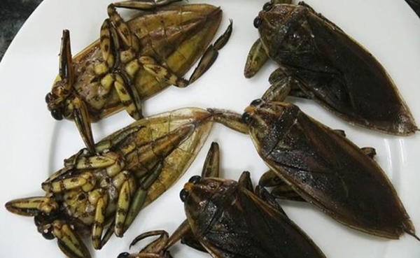 2 loài nhìn y hệt gián nhưng được người Việt rần rần lùng mua-16