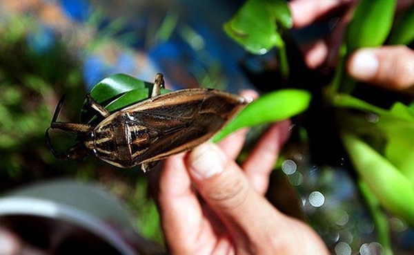 2 loài nhìn y hệt gián nhưng được người Việt rần rần lùng mua-17