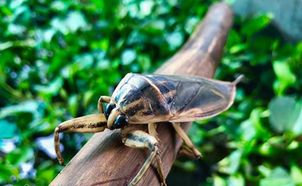 2 loài nhìn y hệt gián nhưng được người Việt rần rần lùng mua-18