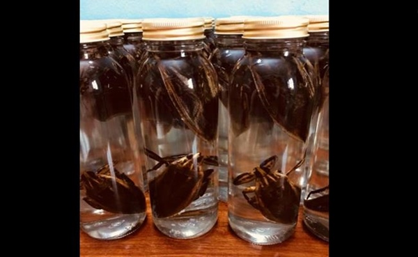 2 loài nhìn y hệt gián nhưng được người Việt rần rần lùng mua-19