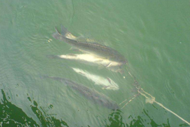 Ăn cá rất tốt cho sức khỏe nhưng có 4 kiểu loại thực phẩm này không nên ăn kẻo gây hại cho sức khỏe-4