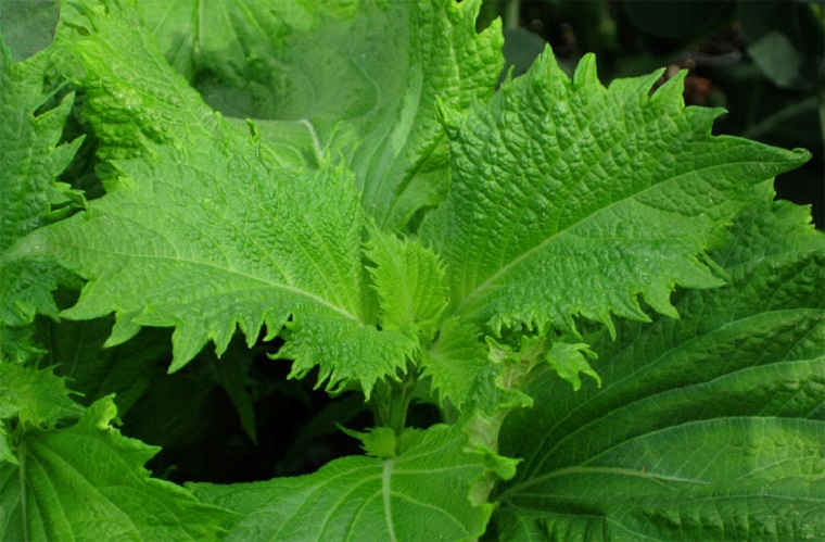 Lá rụng bờ rào bỏ đi không ai dùng, sang nước ngoài bán đắt đỏ-4