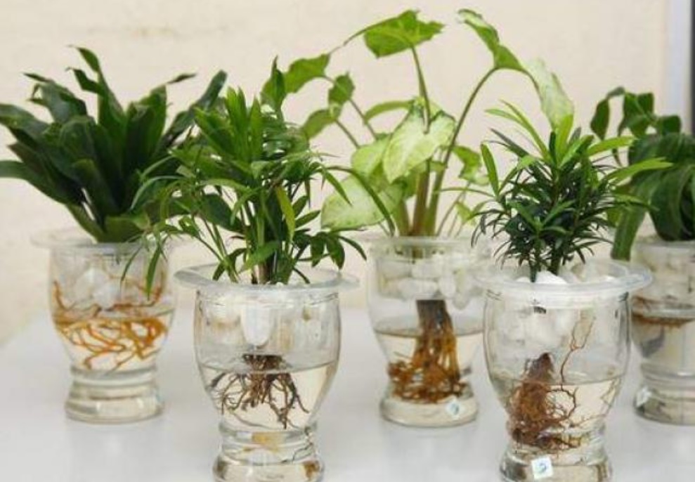 4 loại cây phong thủy trồng không cần nước, càng xanh tươi gia chủ càng giàu có, tiền tiêu không lo cạn-1