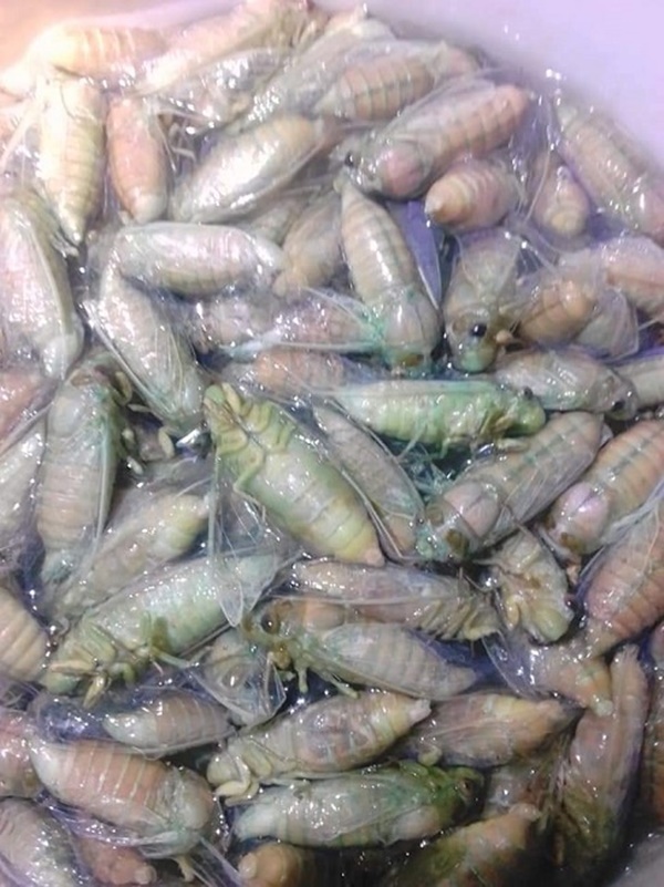 Loại côn trùng ẩn náu cả chục năm dưới lòng đất, lên bàn nhậu có giá nửa triệu đồng/kg-3