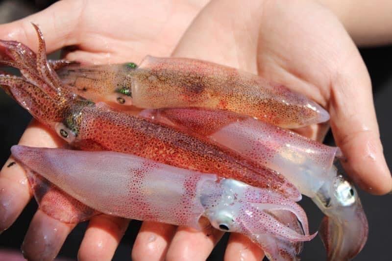 Cua Cà Mau tăng giá kỷ lục, mực nhảy tiền triệu vẫn đắt hàng-1