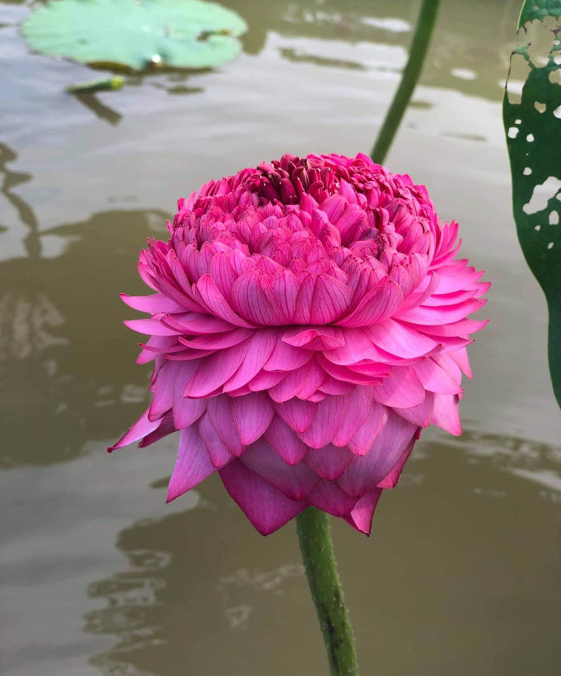 Sốt hoa sen ngàn cánh chào hè, chị em Hà thành ráo riết lùng mua-1