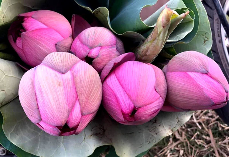 Sốt hoa sen ngàn cánh chào hè, chị em Hà thành ráo riết lùng mua-2