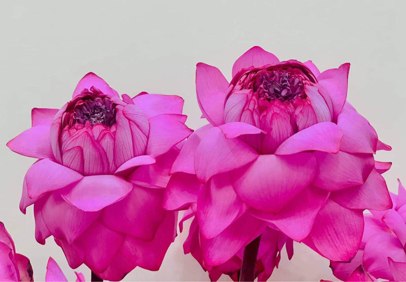 Sốt hoa sen ngàn cánh chào hè, chị em Hà thành ráo riết lùng mua-3