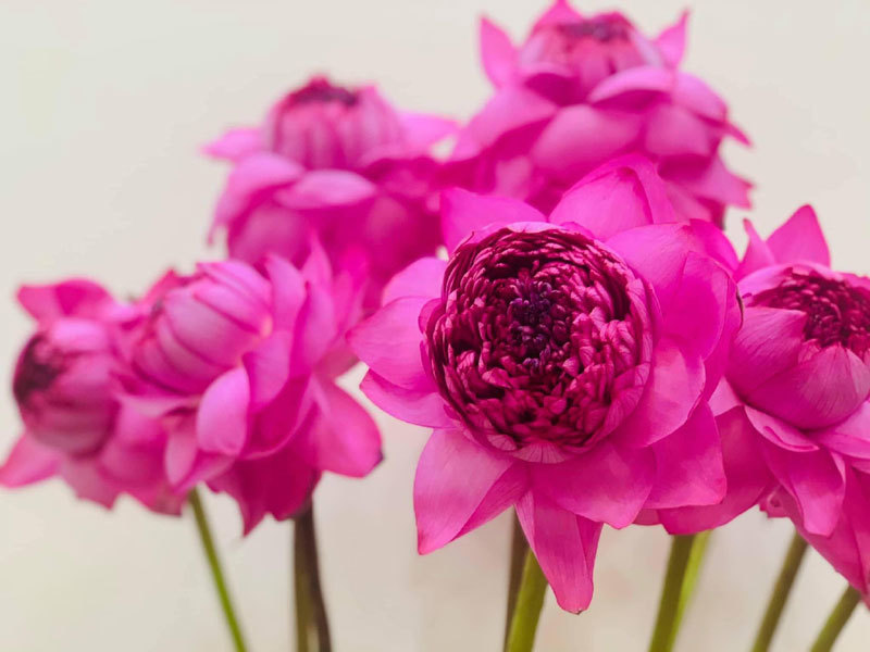 Sốt hoa sen ngàn cánh chào hè, chị em Hà thành ráo riết lùng mua-4