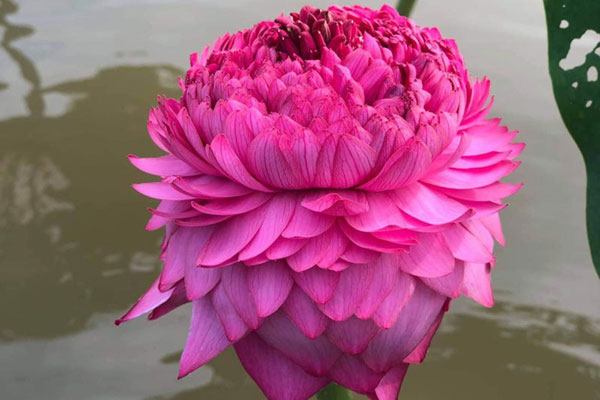 Sen đầu mùa ào ra phố giữa những ngày đại dịch-10