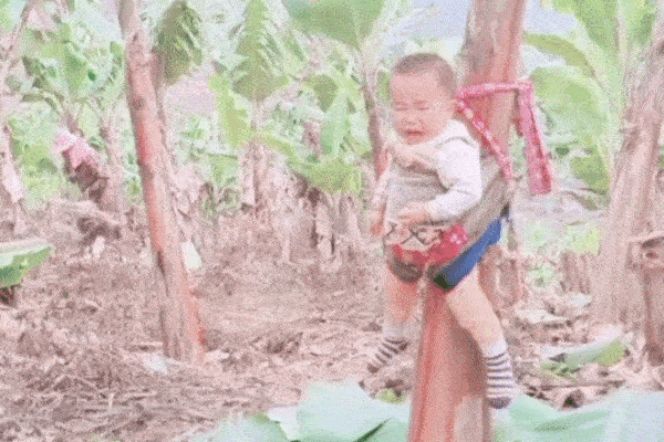 Em bé khóc ngằn ngặt vì bị trói chặt vào thân cây chuối, mẹ ở ngay gần nhưng không thể gỡ con ra vì lý do đặc biệt khiến dân mạng nhói lòng