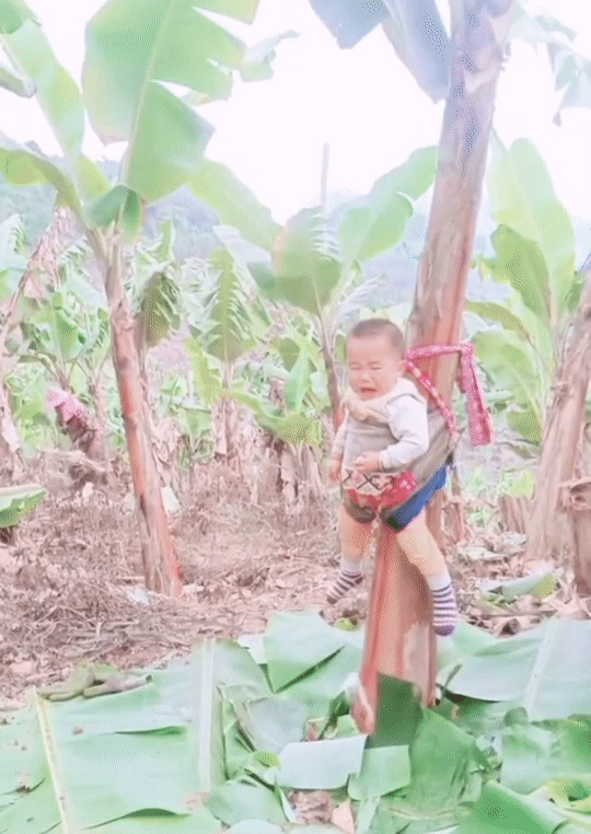 Em bé khóc ngằn ngặt vì bị trói chặt vào thân cây chuối, mẹ ở ngay gần nhưng không thể gỡ con ra vì lý do đặc biệt khiến dân mạng nhói lòng-1