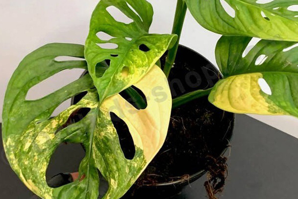 Cây trầu bà đột biến được bán với giá kỷ lục hơn 19.000 USD-2