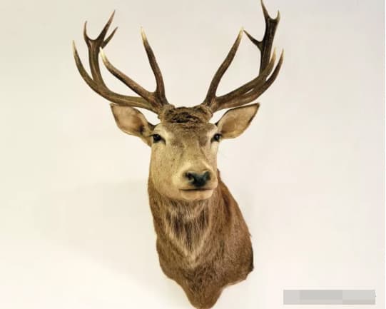 Đừng giữ những thứ đáng ngại này ở nhà nếu không muốn gia đình nghèo đi và ảnh hưởng xấu đến sức khỏe-2