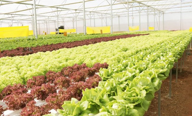 Mẹo mua thực phẩm tiết kiệm cả triệu đồng mỗi tháng ai cũng bỏ qua-8