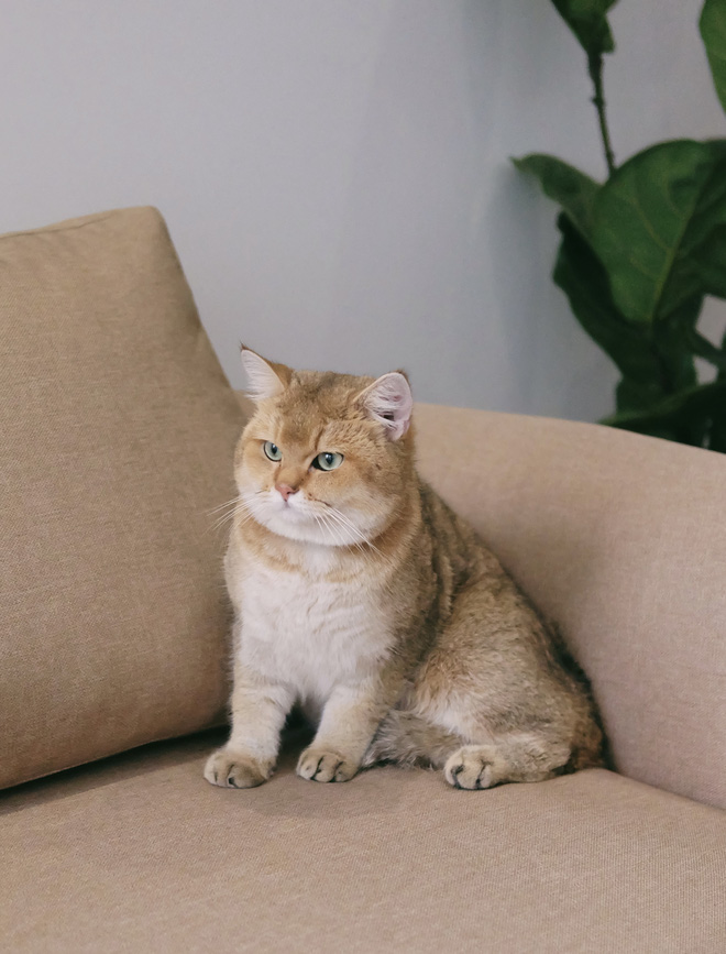 Hai chàng trai hùn tiền tiết kiệm xây nhà 800 triệu, tâm huyết đến mức ngắm tường cả ngày cũng thấy vui-5