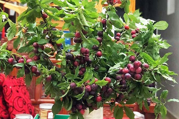 Mận tam hoa mất giá quá nửa, mòn mỏi chờ thương lái tới mua-4