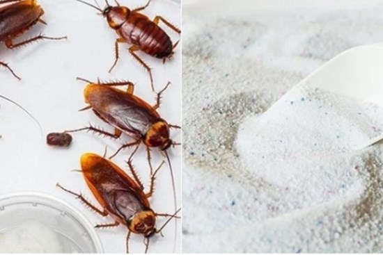 5 nguyên liệu bếp nhà nào cũng có giúp bạn đuổi gián hiệu quả lại tuyệt đối an toàn