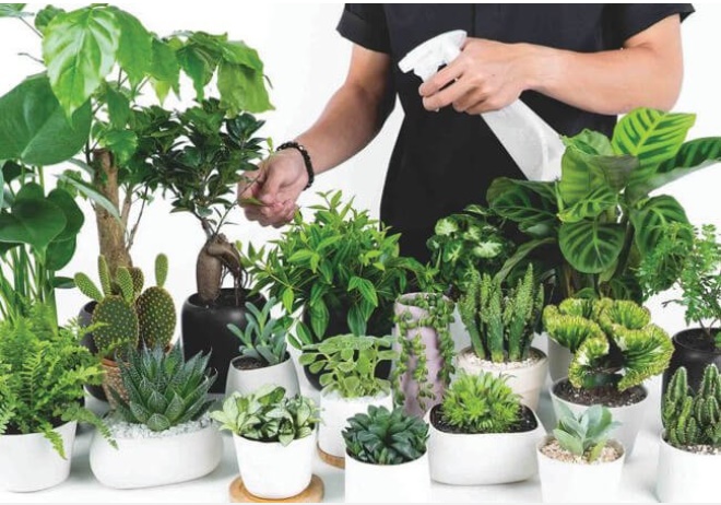 5 loại cây con cưng thần tài, để trên bàn làm việc càng tăng dương khí”, cuối năm tiền về tiêu hoài không hết-2