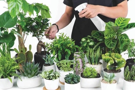 5 loại cây con cưng thần tài, để trên bàn làm việc càng tăng “dương khí”, cuối năm tiền về tiêu hoài không hết