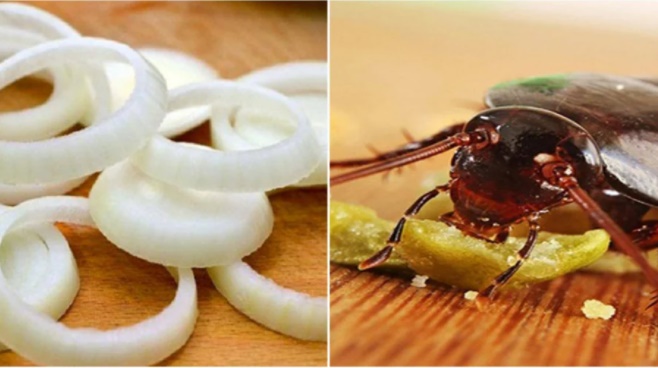 Vô tình đánh rơi vài lát hành tây thái mỏng ở góc bếp ai ngờ điều kỳ diệu xảy ra-1