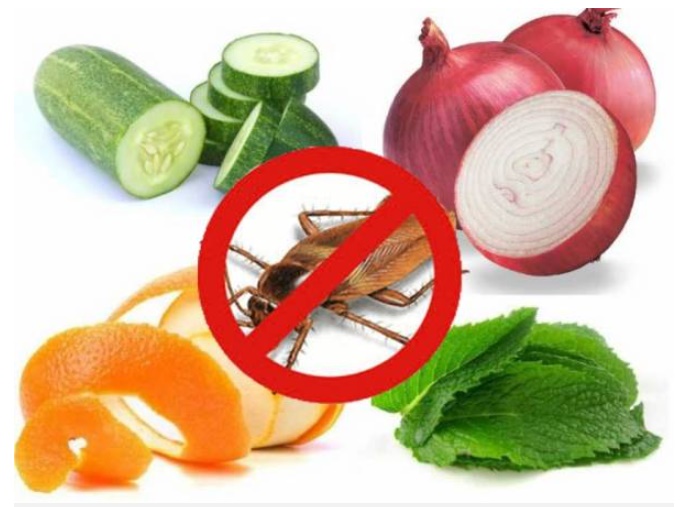 Vô tình đánh rơi vài lát hành tây thái mỏng ở góc bếp ai ngờ điều kỳ diệu xảy ra-2