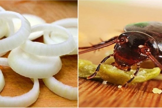 Vô tình đánh rơi vài lát hành tây thái mỏng ở góc bếp ai ngờ điều kỳ diệu xảy ra