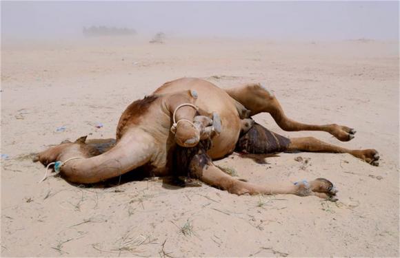 Tại sao phải cẩn thận với xác lạc đà trong sa mạc? Các nhà khoa học: nó tương đương với vũ khí sinh hóa-4