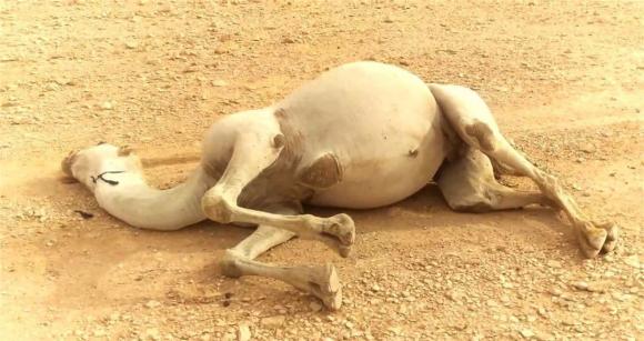 Tại sao phải cẩn thận với xác lạc đà trong sa mạc? Các nhà khoa học: nó tương đương với vũ khí sinh hóa-5