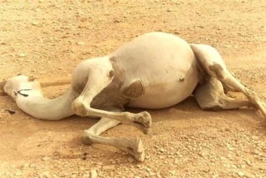 Tại sao phải cẩn thận với xác lạc đà trong sa mạc? Các nhà khoa học: nó tương đương với 'vũ khí sinh hóa'