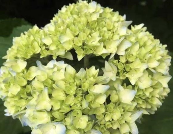 Ai sinh vào ngày âm lịch hoàng kim này càng về già càng giàu có, kể từ 7/5 dương lịch trở đi không phải lo lắng về sự nghiệp, tiền của-1