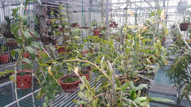 Vợ chồng trẻ bỏ ra 130 triệu mua chậu lan kiếm xanh Huế, hơn năm sau lãi 600 triệu-1