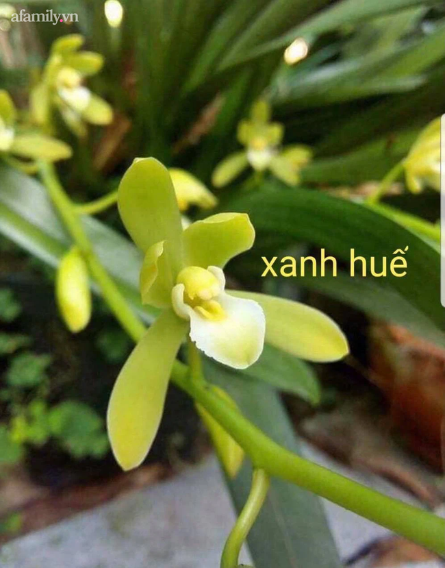 Vợ chồng trẻ bỏ ra 130 triệu mua chậu lan kiếm xanh Huế, hơn năm sau lãi 600 triệu-3