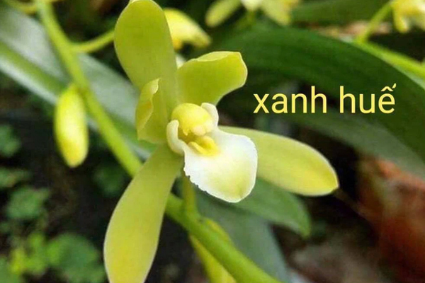 Cây lan có giá 46 tỷ đồng: Vì sao trả giá xong lại không mua?-3